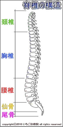 脊椎解剖図
