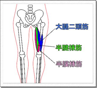 大腿二頭筋解剖図