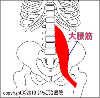 大腰筋解剖図
