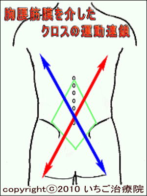 胸腰筋膜・クロスの運動連鎖
