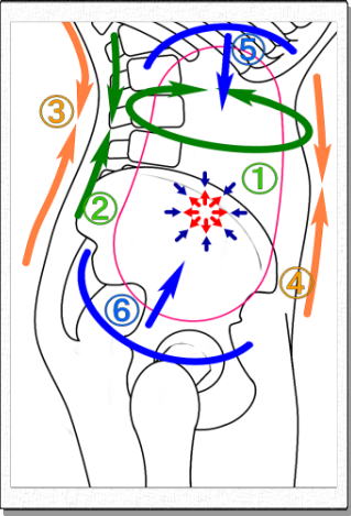 腹腔内圧の模式図