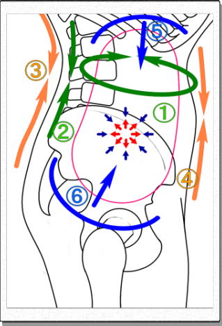 腹腔内圧の模式図
