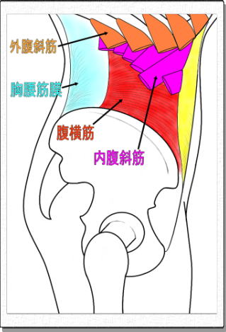 胸腰筋膜の解剖図