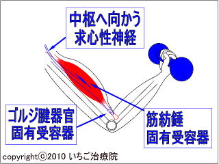 ゴルジ腱器官と筋紡錘の概念図