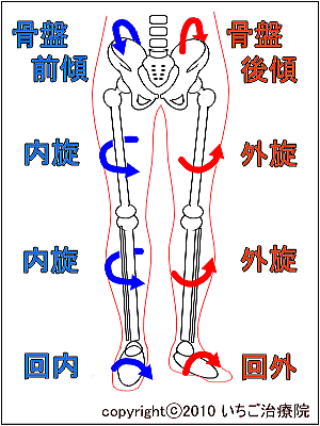 脚の運動連鎖模式図