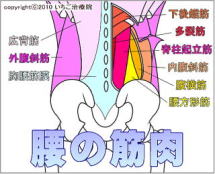 腰の筋肉の解剖図