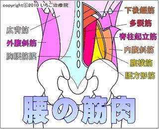 腰の筋力の解剖図