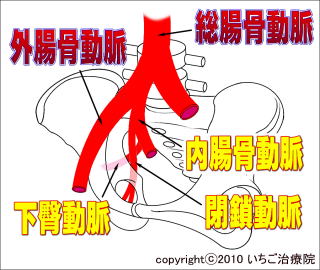骨盤付近の脈管イメージ