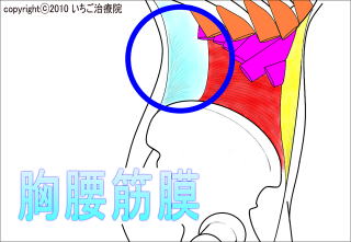 胸腰筋膜解剖図