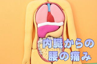 内臓の模型