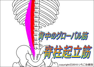 脊柱起立筋解剖図