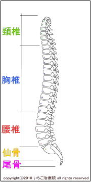 脊椎解剖図