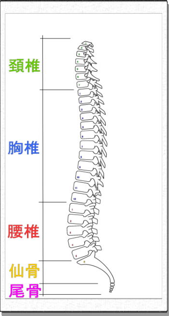 脊椎の模式図