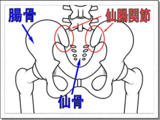 仙腸関節解剖図