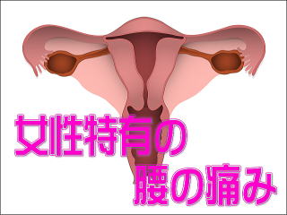 子宮の解剖図