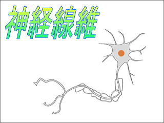 神経線維解剖図
