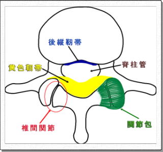脊柱管と靭帯の関係
