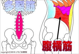 多裂筋と腹横筋の解剖図