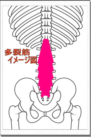 多裂筋解剖図