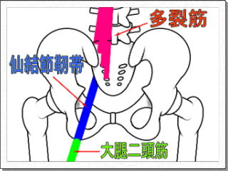 多裂筋、仙結節靭帯、大腿二頭筋の関連図