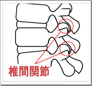 椎間関節解剖図