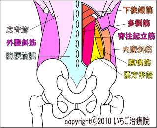 腰部の筋肉・解剖図