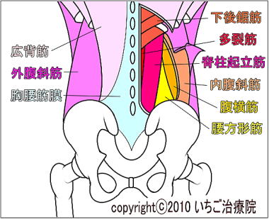 腰部の筋肉群・解剖図