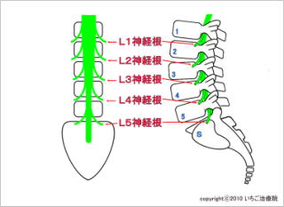 腰部の神経解剖図
