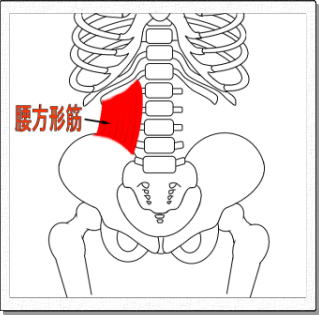 腰方形筋の解剖図