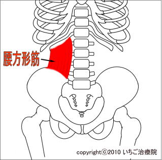 腰方形筋解剖図