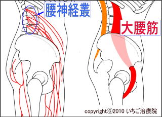 大腰筋と腰神経叢の解剖図
