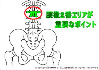 腰椎２番解剖図
