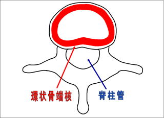 環状骨端核の解剖図