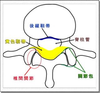 椎間関節と靭帯の関係